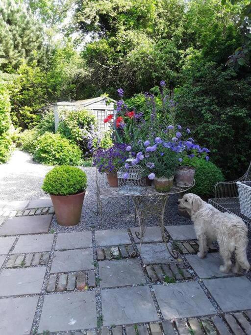 The Old Goathouse Hotell Kildare Eksteriør bilde